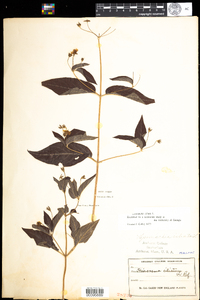 Lysimachia ciliata image