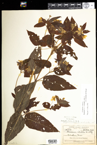 Lysimachia ciliata image