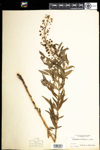 Lysimachia terrestris image