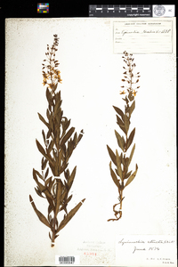 Lysimachia terrestris image