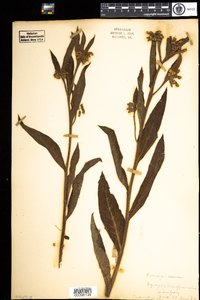 Symphytum officinale image