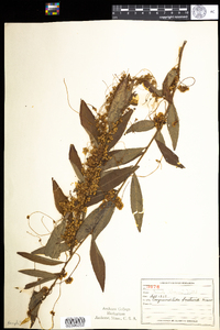 Cuscuta gronovii image