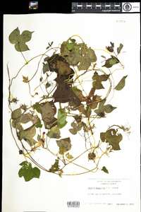 Ipomoea hederacea image