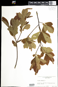 Clethra alnifolia image