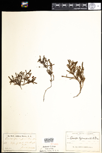 Harrimanella hypnoides image