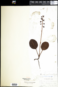 Pyrola americana image