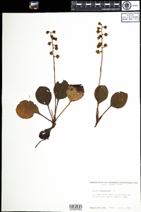 Pyrola americana image