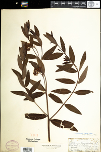 Apocynum cannabinum image