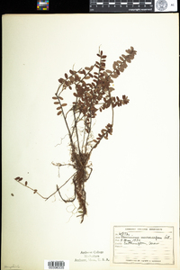 Vaccinium macrocarpon image