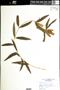 Gentiana linearis image