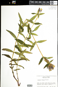 Gentiana linearis image