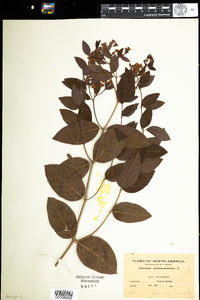 Apocynum androsaemifolium image