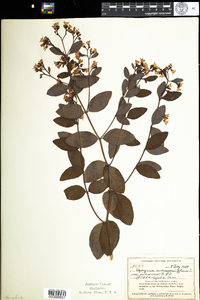 Apocynum androsaemifolium image