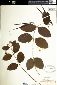 Apocynum androsaemifolium image