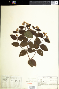 Apocynum androsaemifolium image