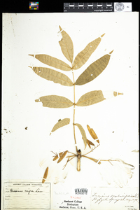 Fraxinus nigra image