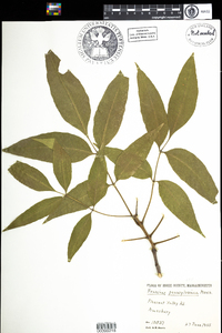 Fraxinus pennsylvanica image