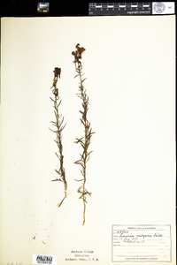 Linaria vulgaris image