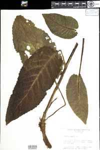 Verbascum nigrum image