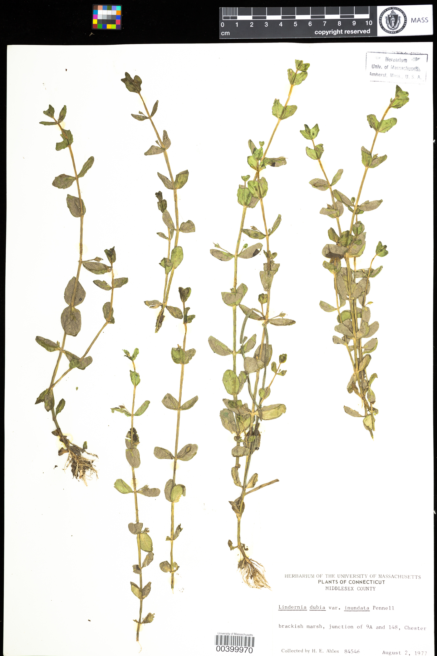 Linderniaceae image