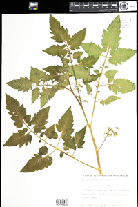 Solanum lycopersicum var. lycopersicum image
