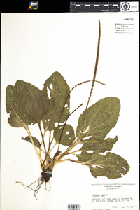 Plantago major image