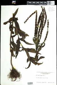 Pseudolysimachion longifolium image