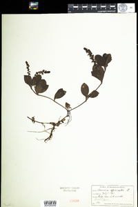 Veronica officinalis image