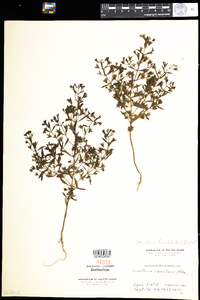 Trichostema brachiatum image