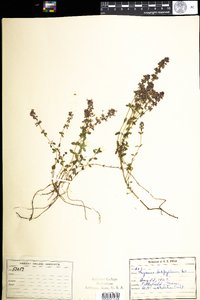 Thymus pulegioides image