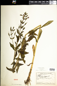 Mimulus ringens image