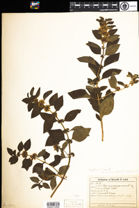 Mentha arvensis image