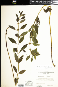 Mentha arvensis image