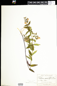 Scutellaria galericulata image