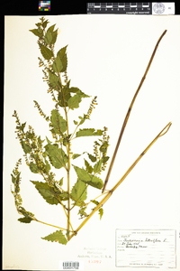 Scutellaria lateriflora image