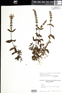 Stachys palustris image