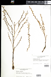 Epifagus virginiana image