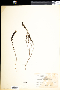 Euphrasia tetraquetra image