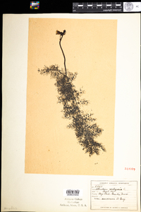 Utricularia macrorhiza image