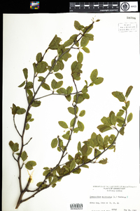 Ilex mucronata image