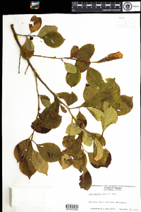 Ilex verticillata image