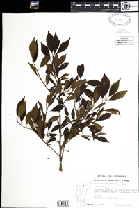 Ilex verticillata image