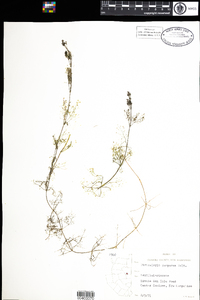 Utricularia purpurea image