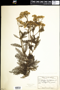 Achillea millefolium image