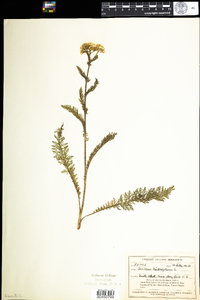 Achillea millefolium image