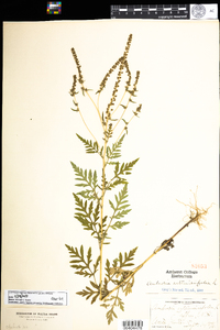 Ambrosia artemisiifolia image