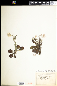 Antennaria plantaginifolia image