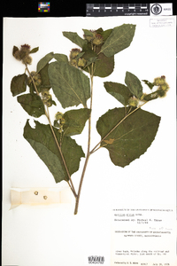 Arctium minus image