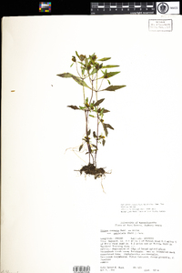 Bidens connata image