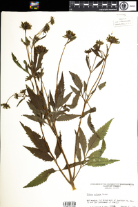 Bidens vulgata image